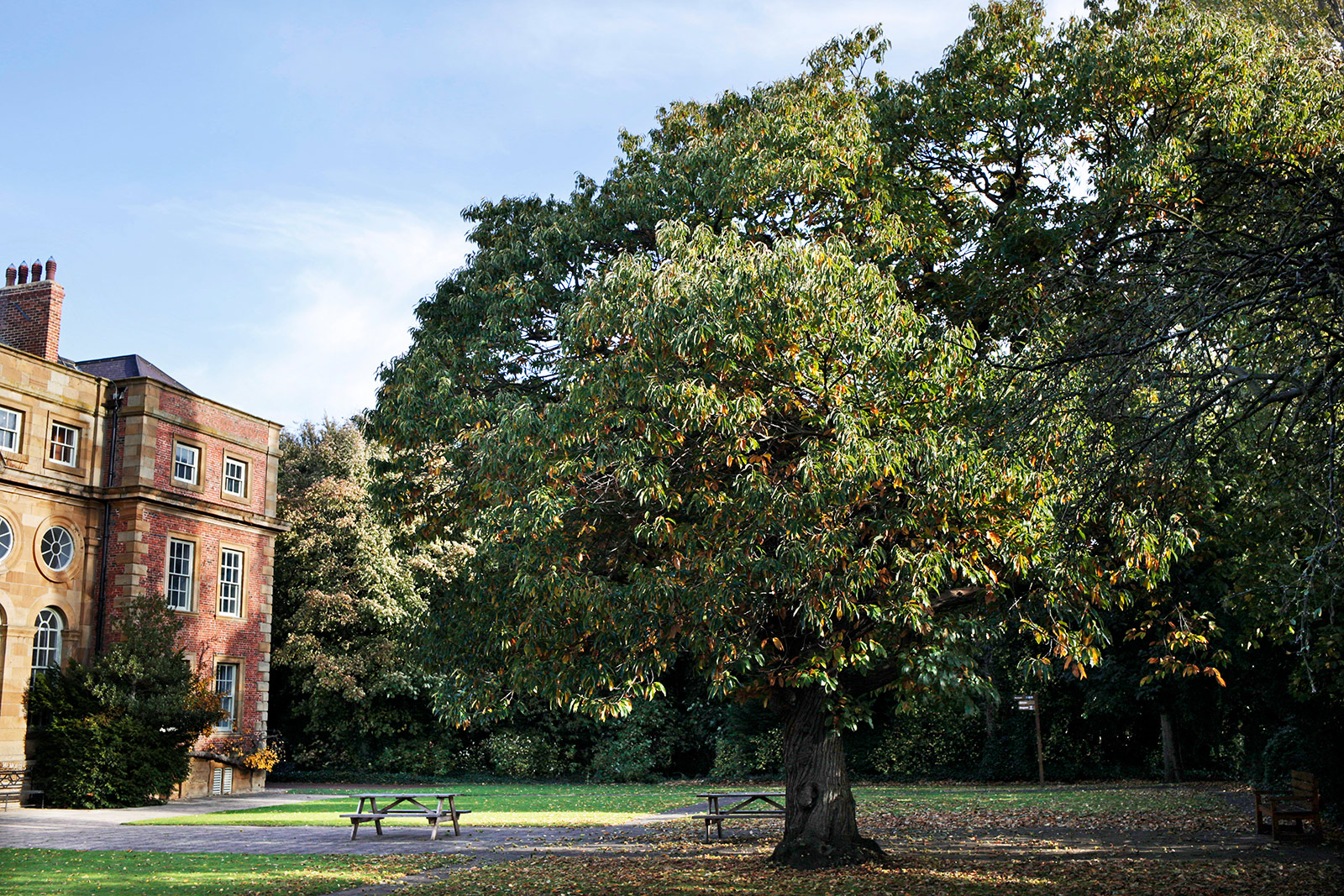An image of a large tree in summer next to an old victorian building. Under the tree are two picnic tables.