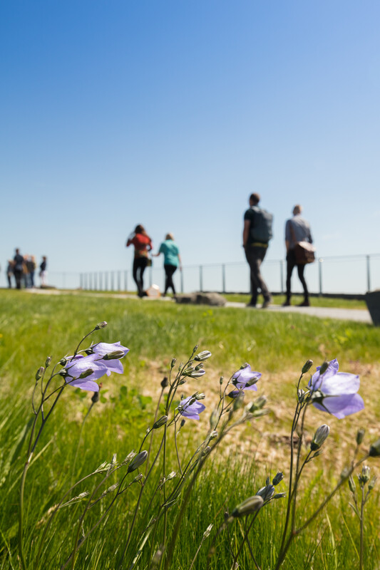 A group of people walk along a pathway with green grass and purple headed flowers in the foreground.